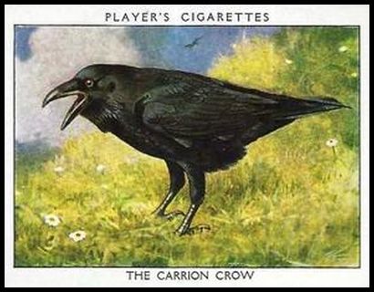 3 The Carrion Crow